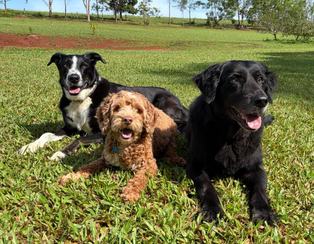 Huey, Dashi and Barnie Huey, Dashi and Barnie