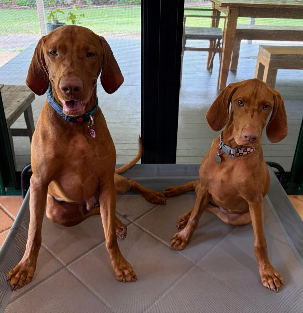 Bode and Luna Bode and Luna