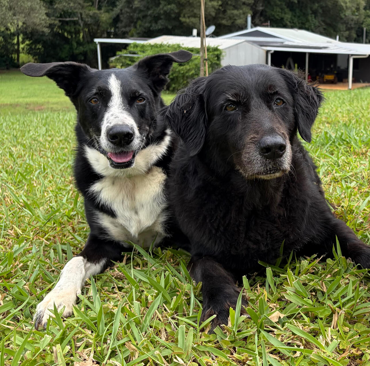 Huey and Barnie Huey and Barnie